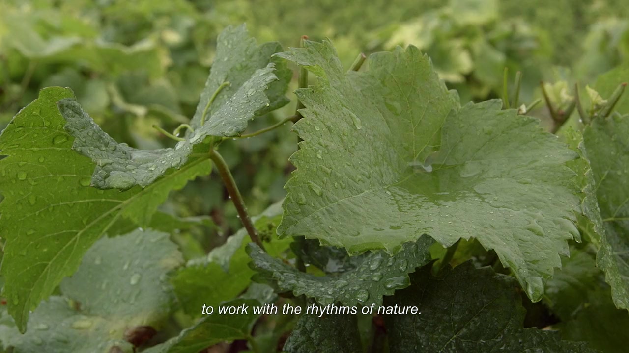 Grand Cru screenshot 3