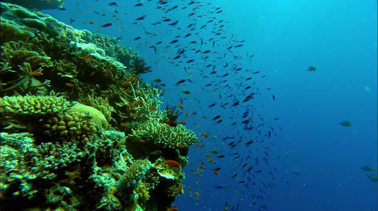 Great Barrier Reef screenshot 1