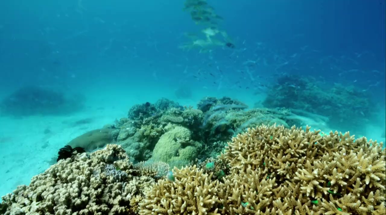 Great Barrier Reef screenshot 2
