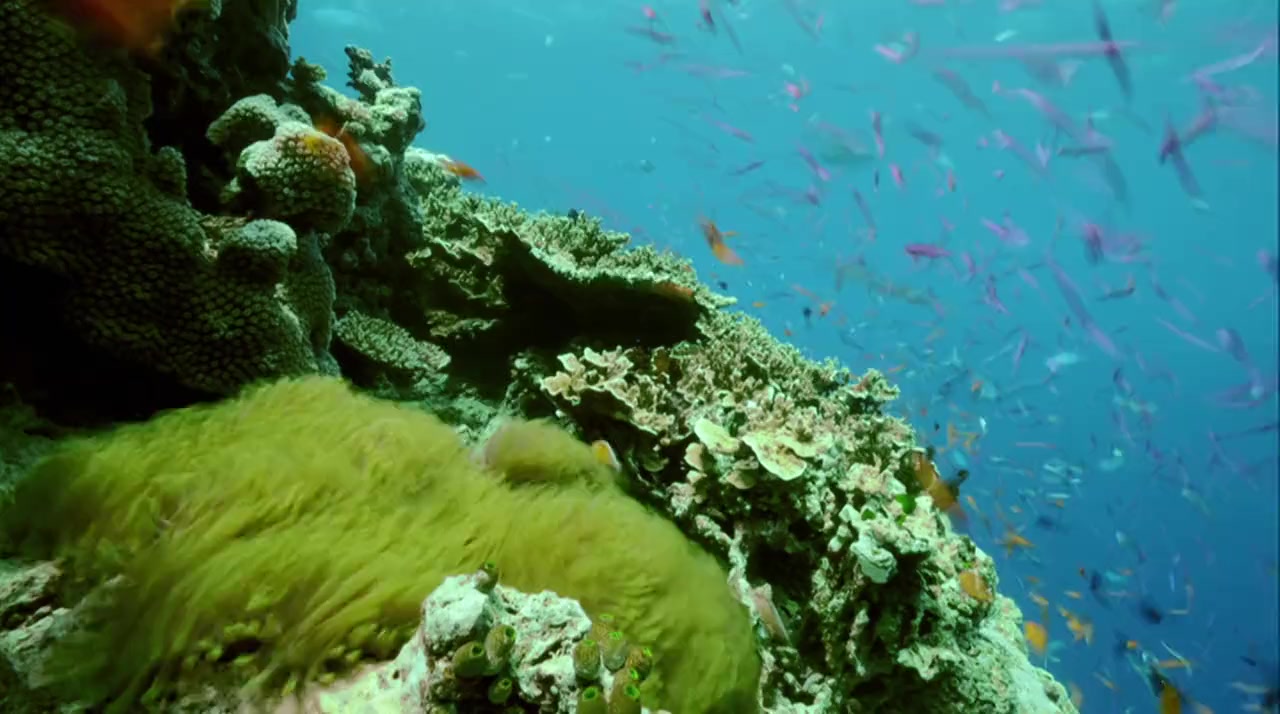 Great Barrier Reef screenshot 3
