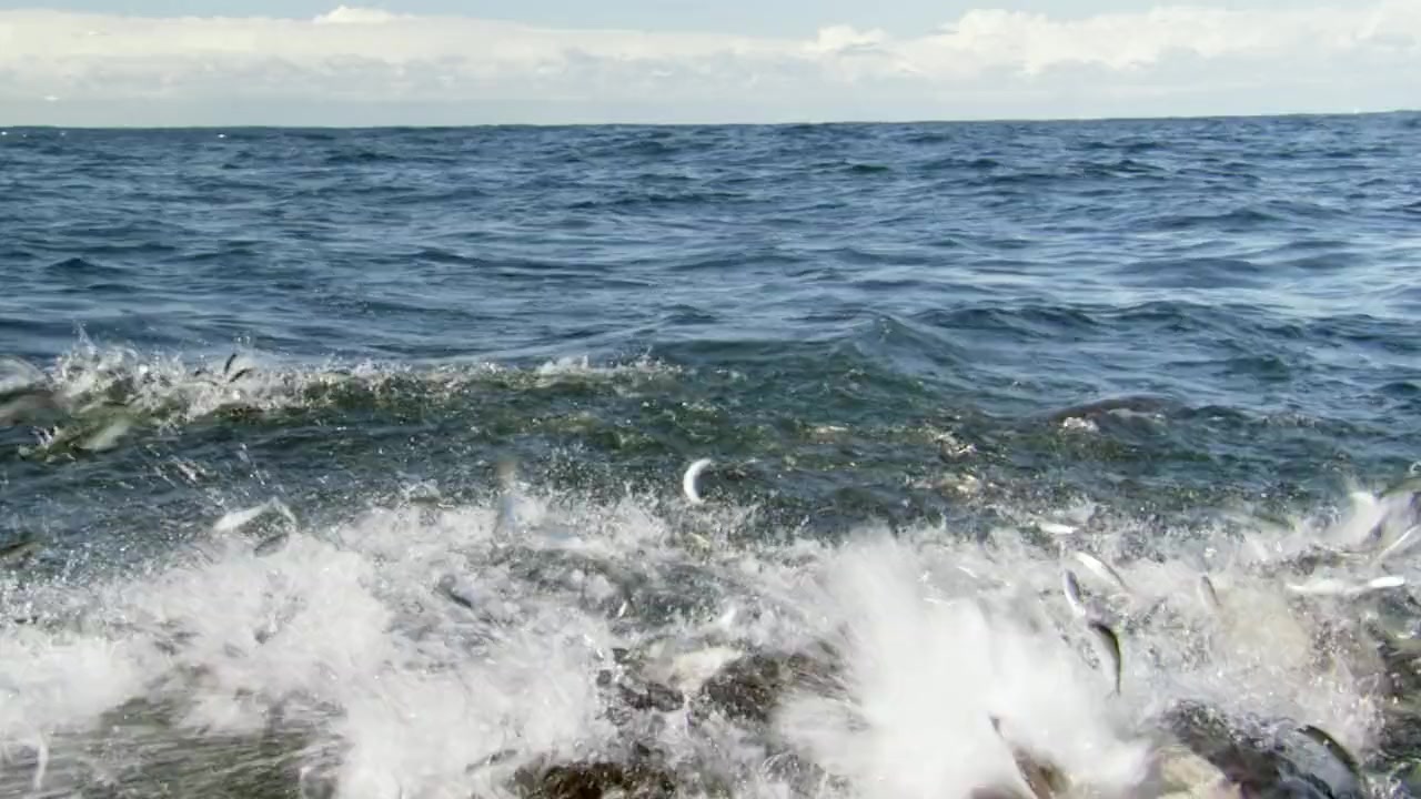 Great Shark Chow Down screenshot 1