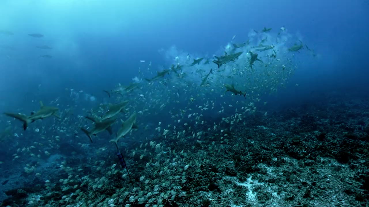 Great Shark Chow Down screenshot 2