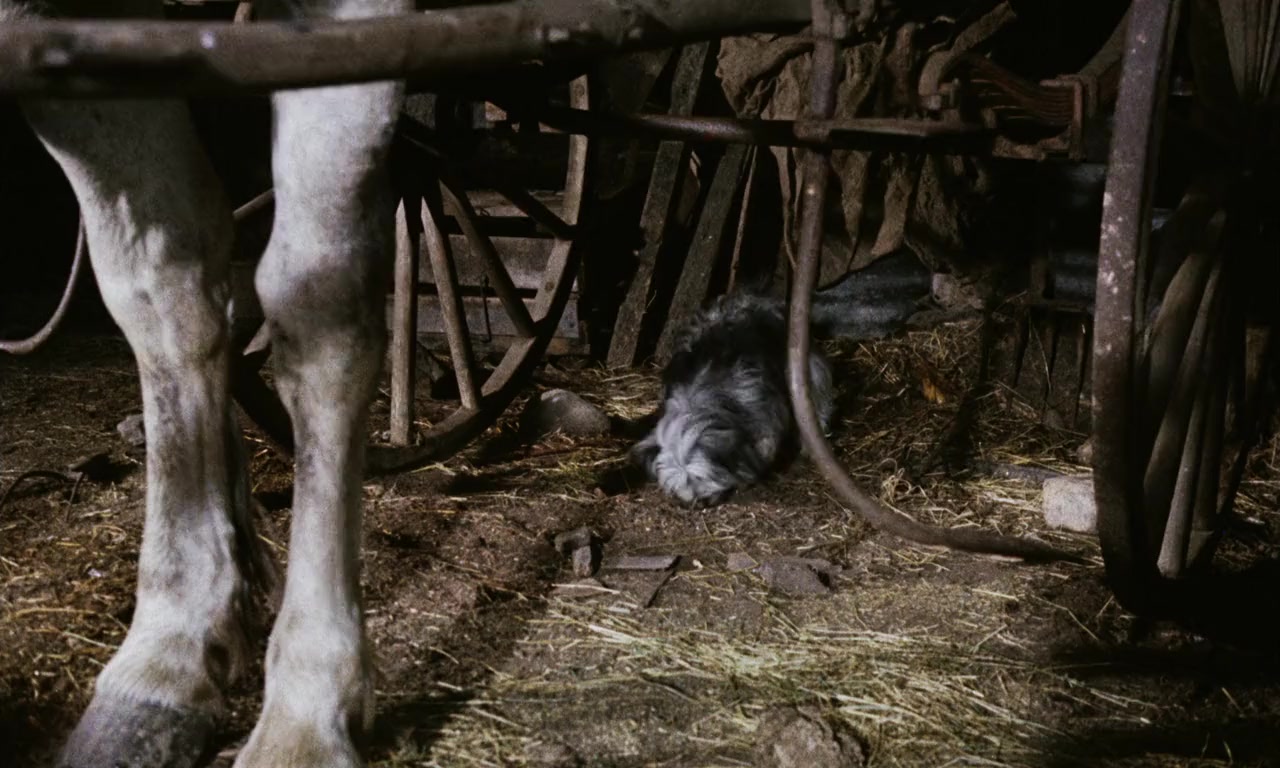 Greyfriars Bobby: The True Story of a Dog screenshot 1