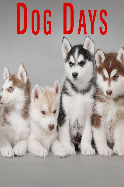 Dog Days (2016) poster