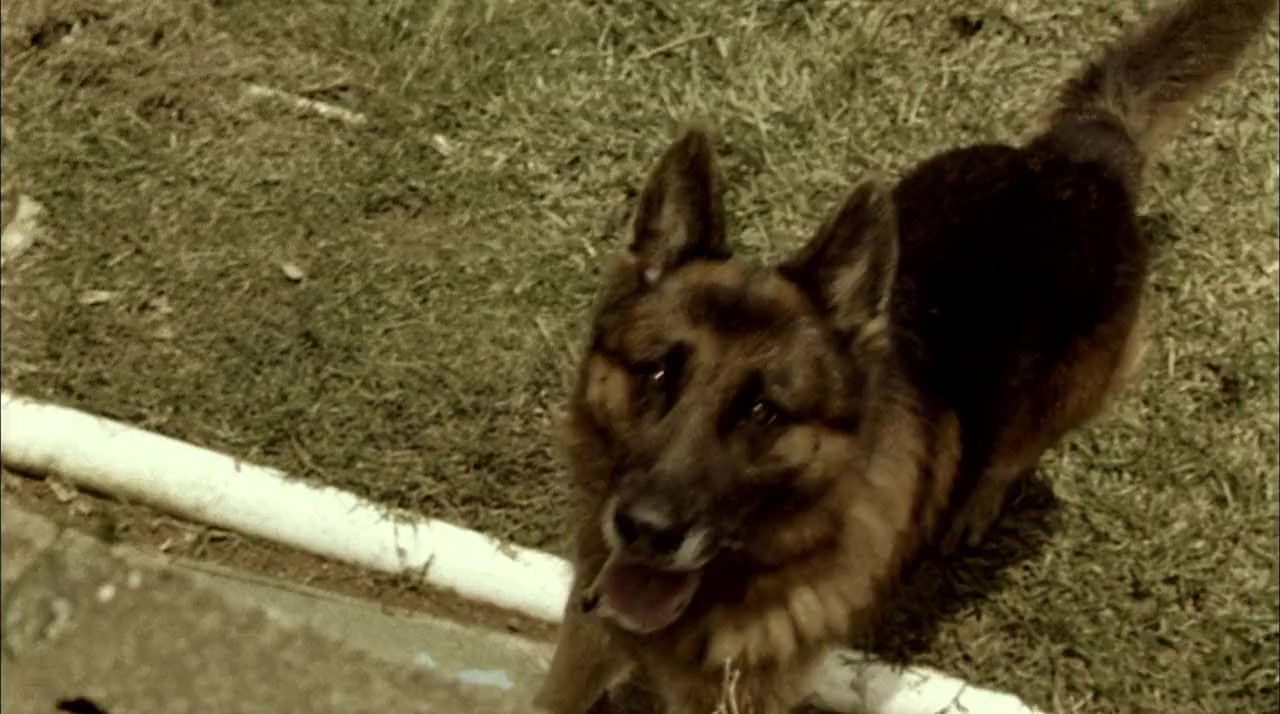 Perro come perro screenshot 2
