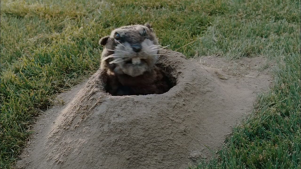 Dog Gone screenshot 1