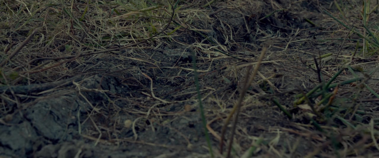 Câini screenshot 1
