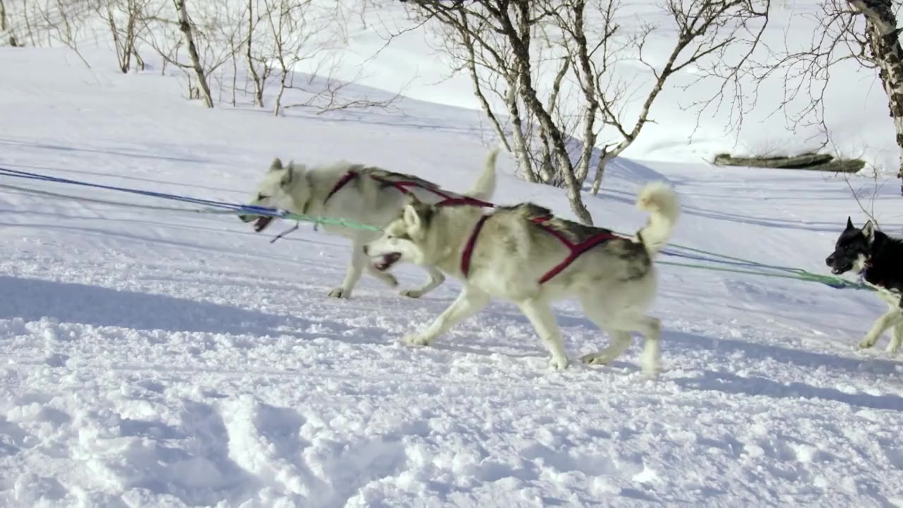 Hund und Mensch: Das Geheimnis einer Freundschaft screenshot 1