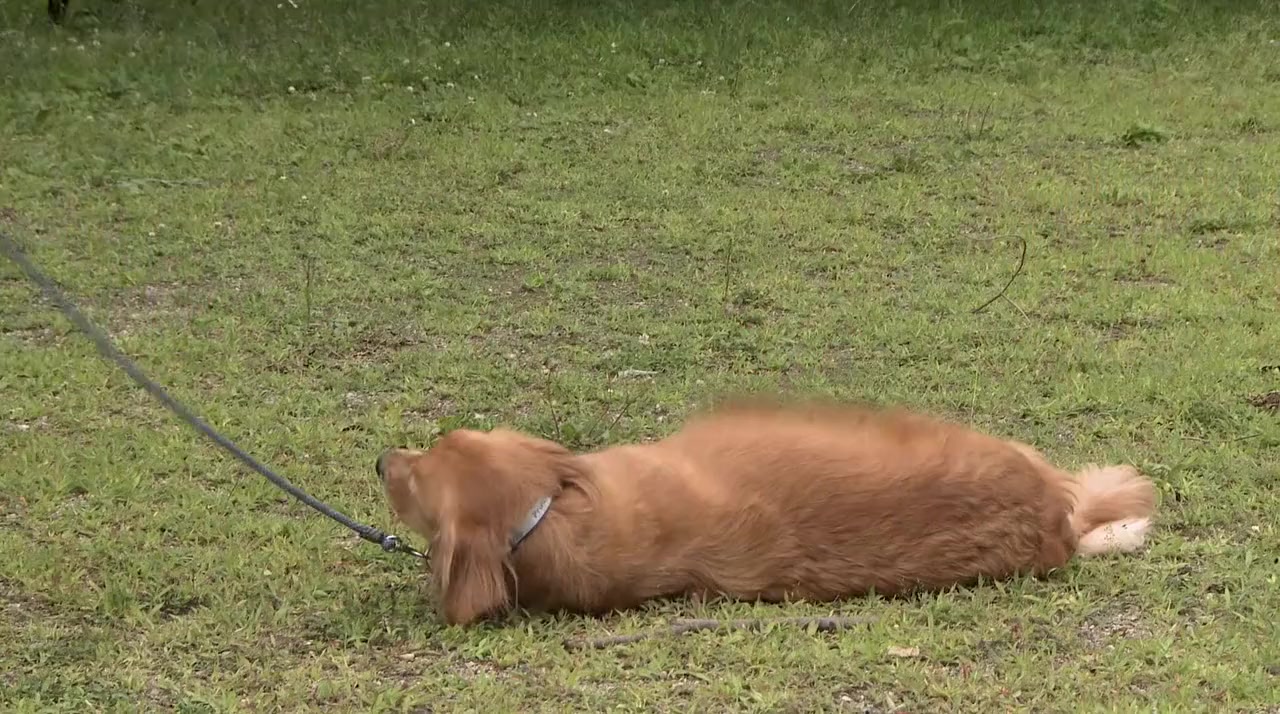 Inu ni namae wo tsukeru hi screenshot 2