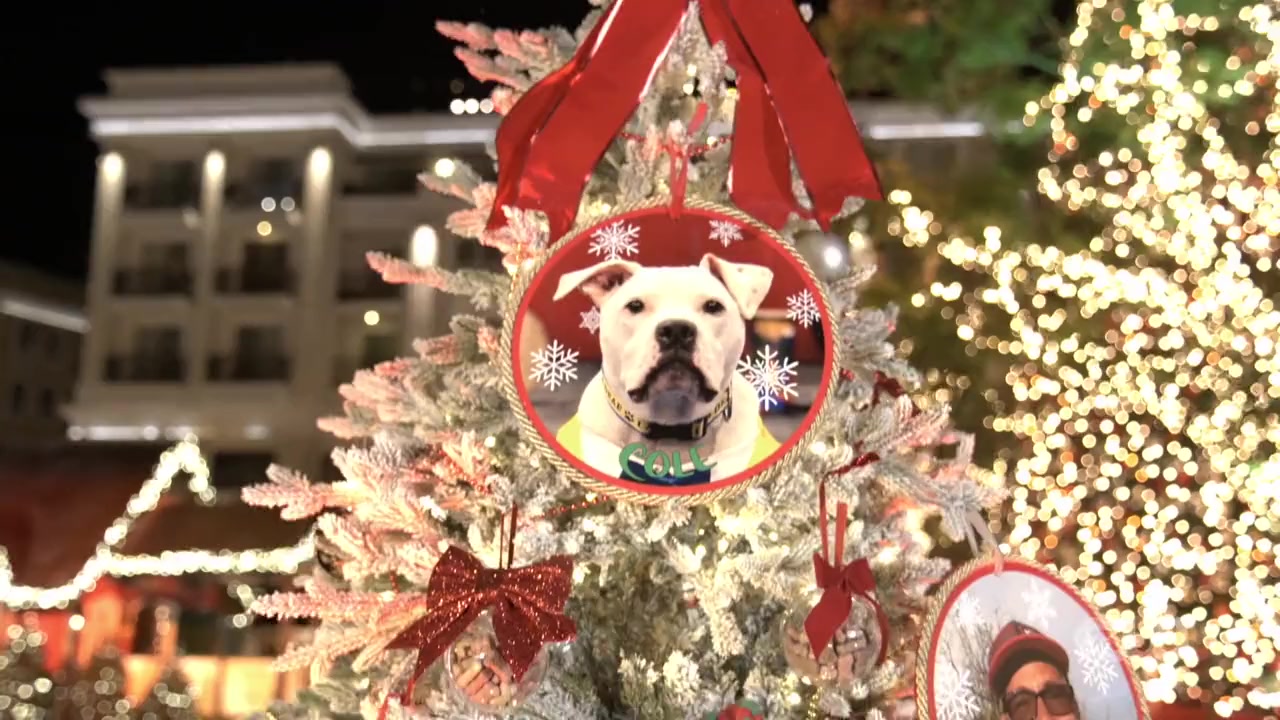 Dogs of the Year 2022 screenshot 3