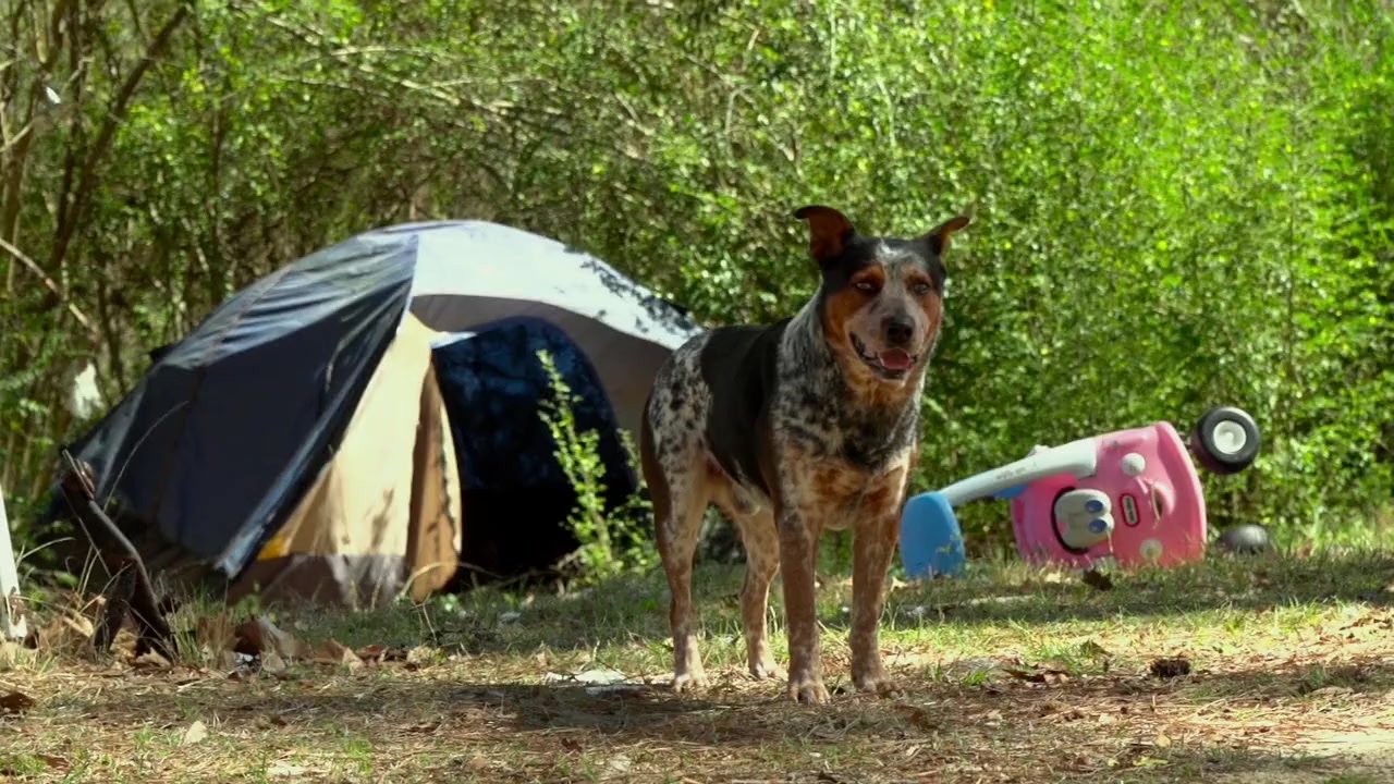 Dogs on the Inside screenshot 1