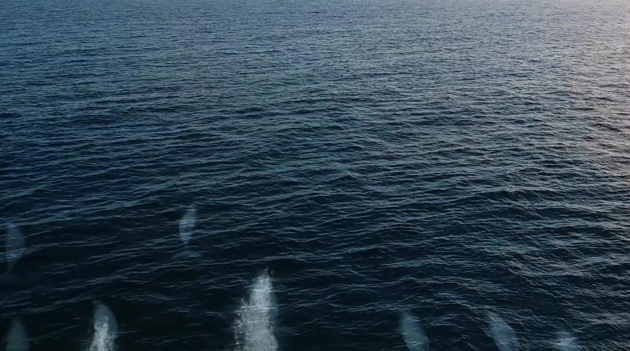 Dolphin Kick screenshot 1