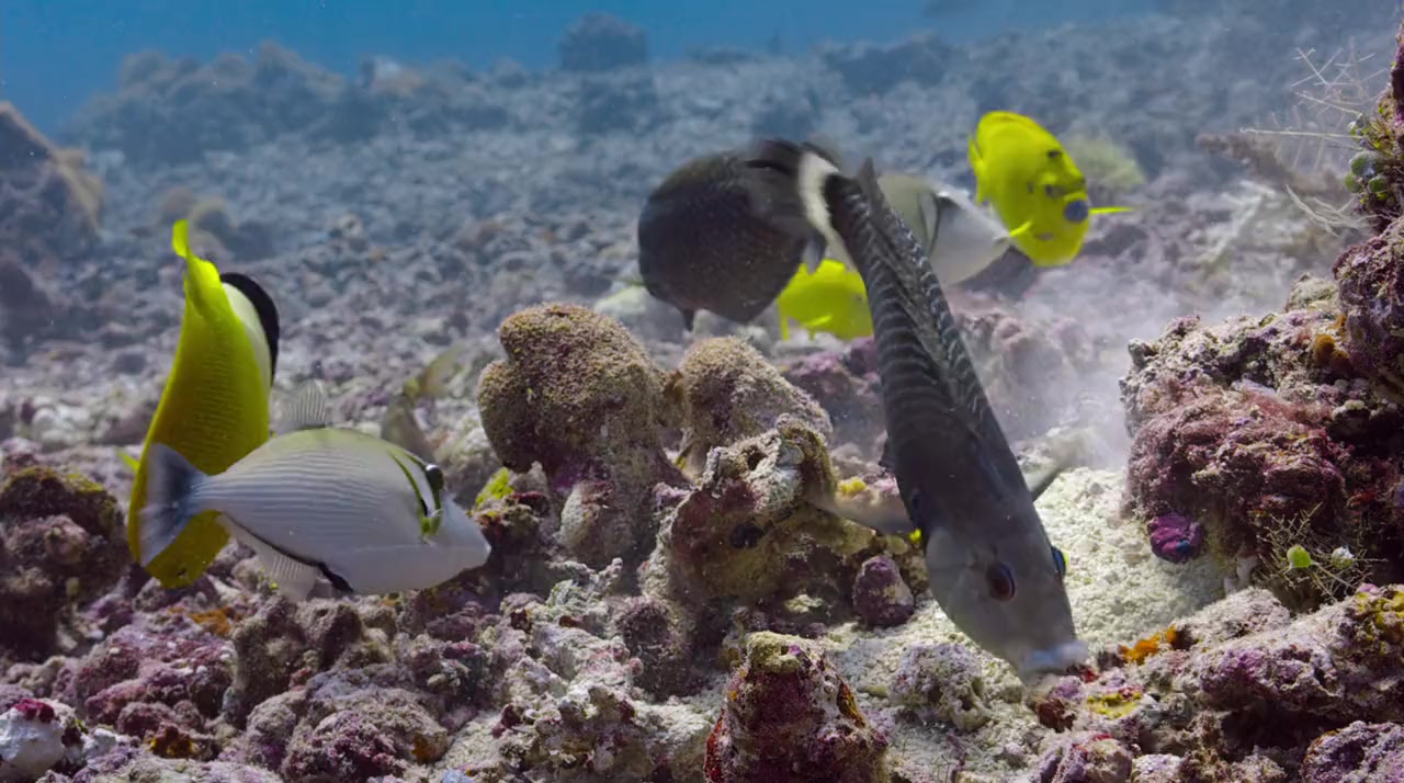 Dolphin Reef screenshot 1