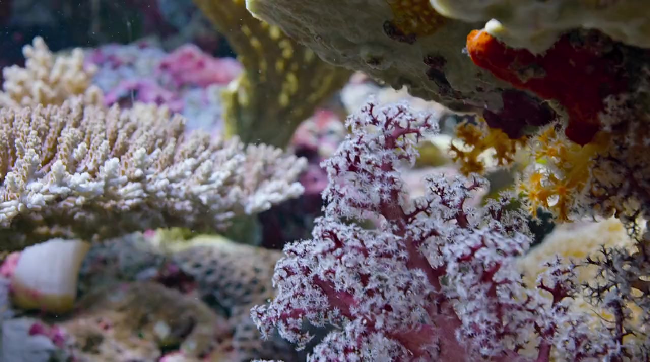 Dolphin Reef screenshot 2