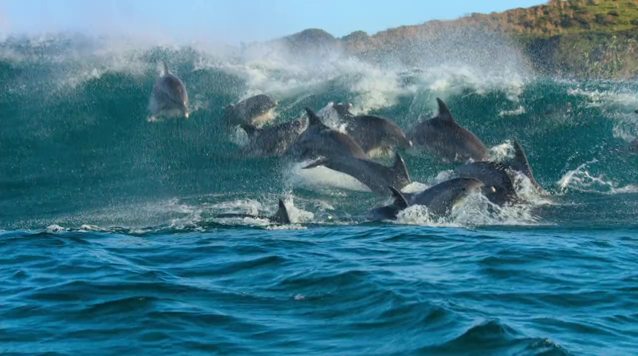 Dolphin Reef screenshot 3