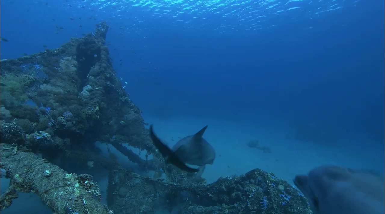 Dolphins in the Deep Blue Ocean screenshot 3