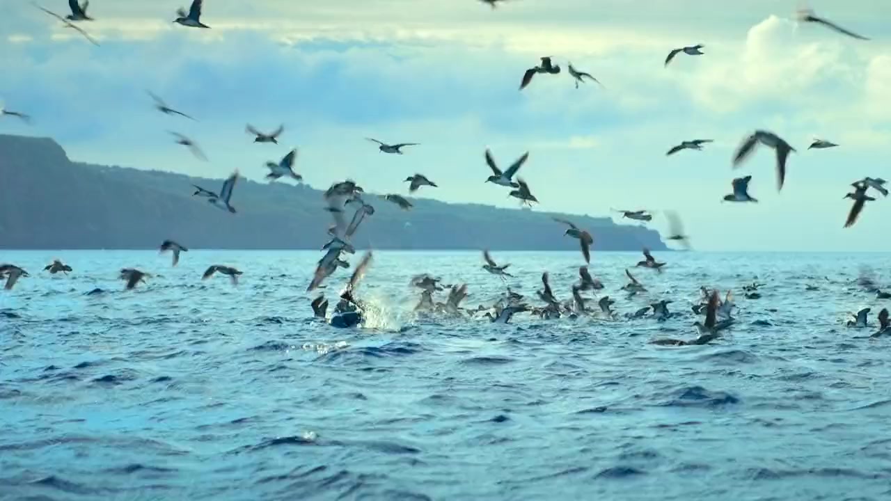Dolphins Up Close with Bertie Gregory screenshot 2