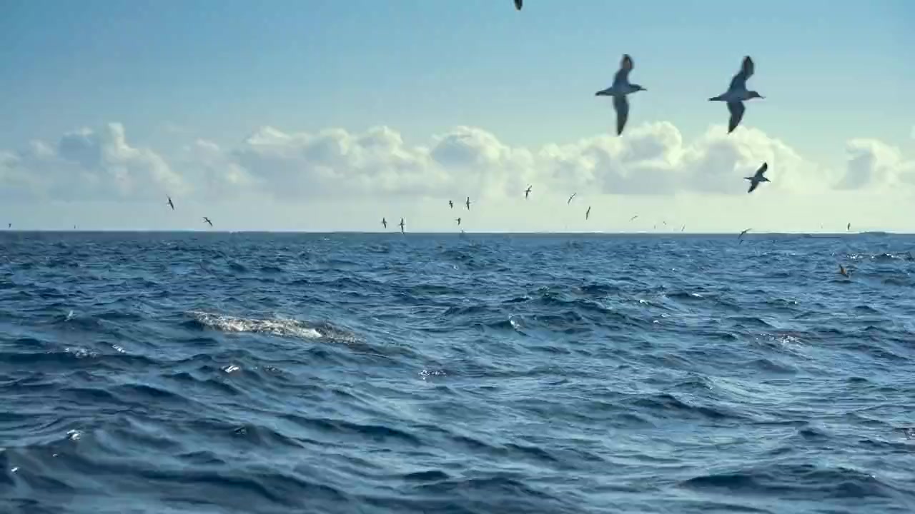 Dolphins Up Close with Bertie Gregory screenshot 3