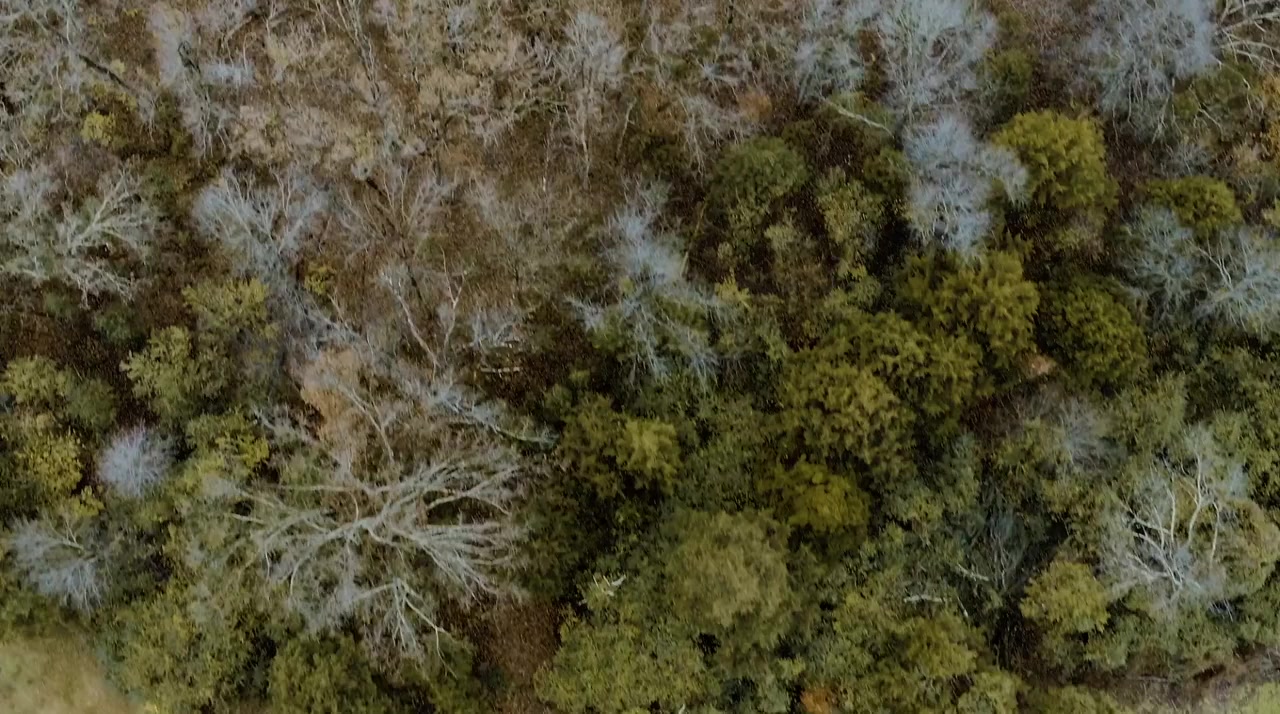 Door in the Woods screenshot 1