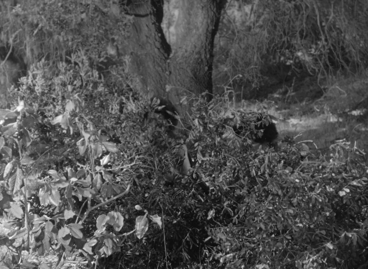 Daughter of the Jungle screenshot 2