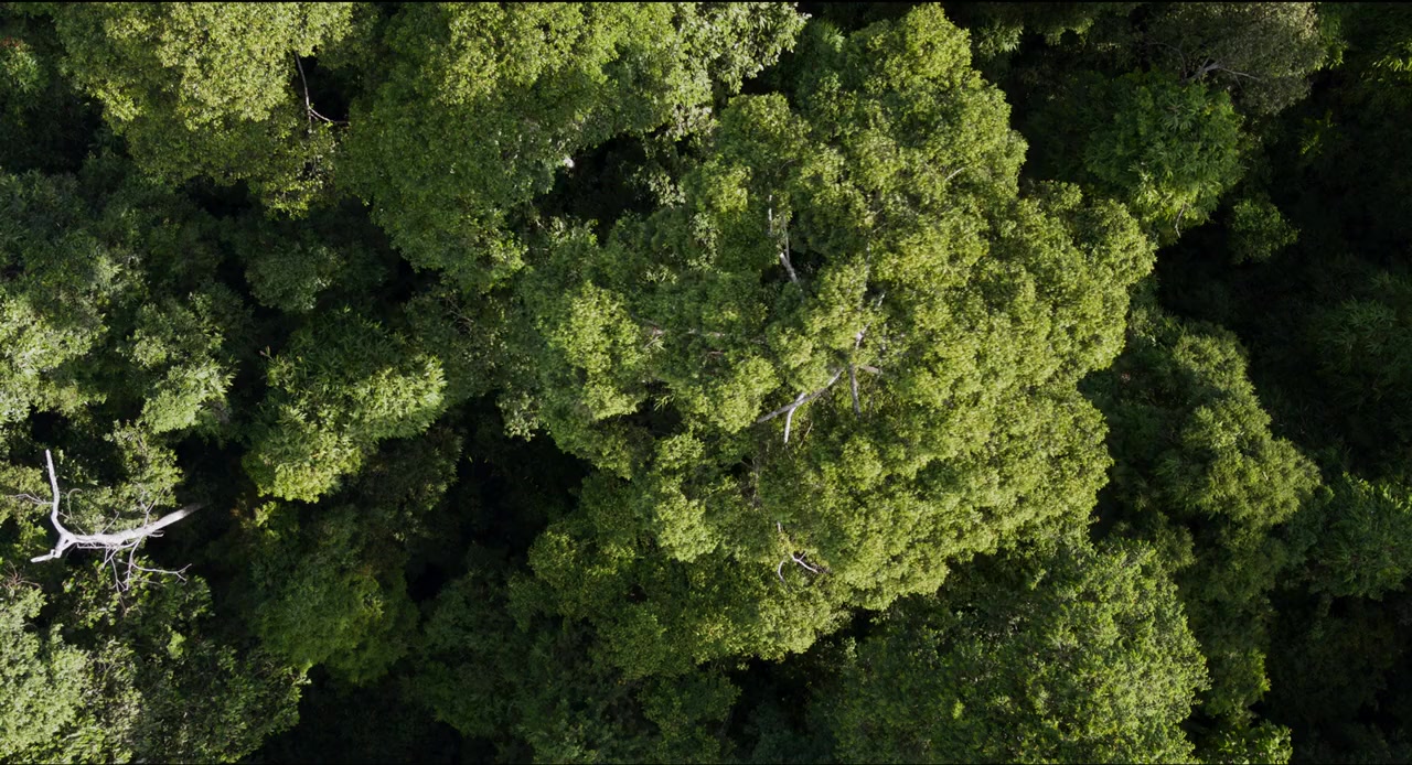 David Attenborough: A Life on Our Planet screenshot 1