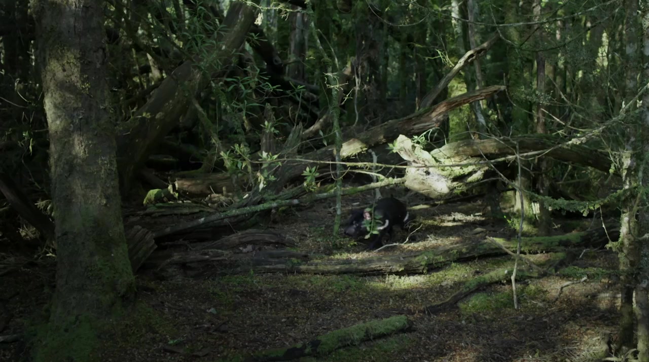 David Attenborough's Tasmania screenshot 2