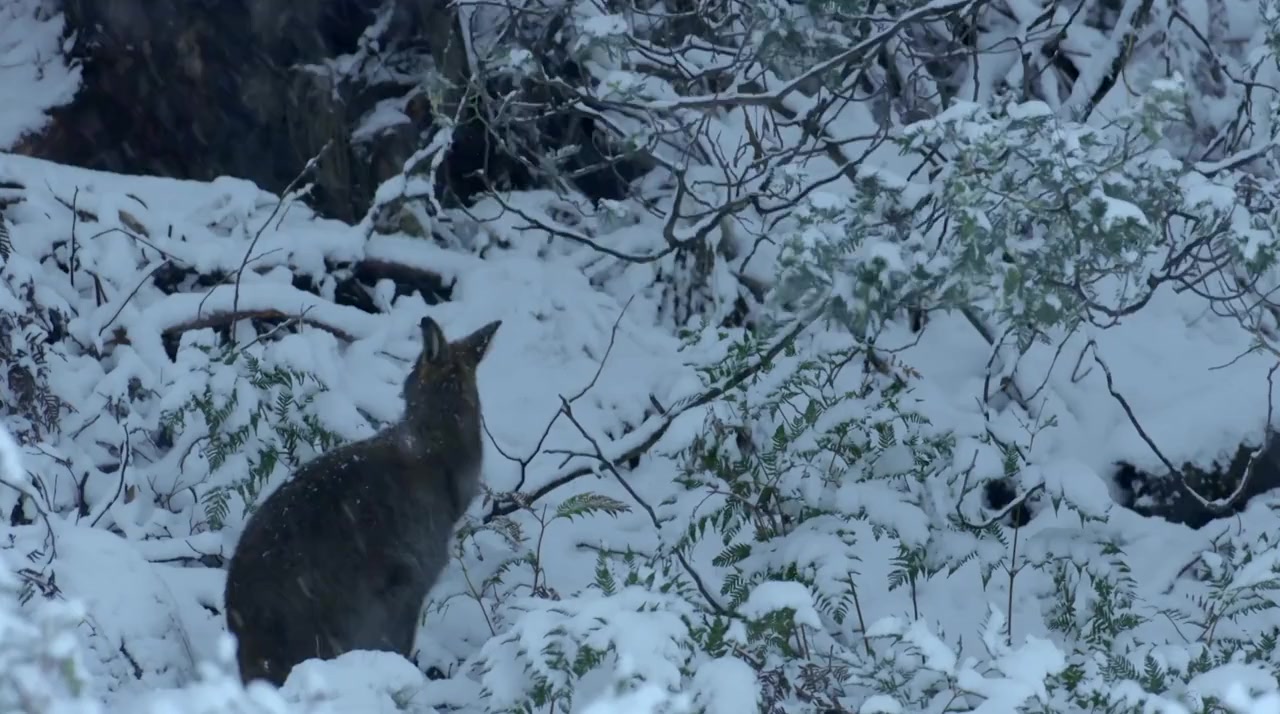 David Attenborough's Tasmania screenshot 3