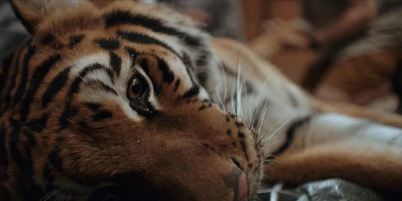 Tigru screenshot 3