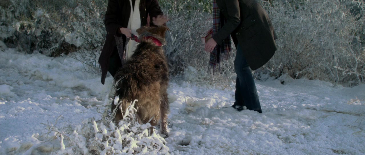 Darling Companion screenshot 2