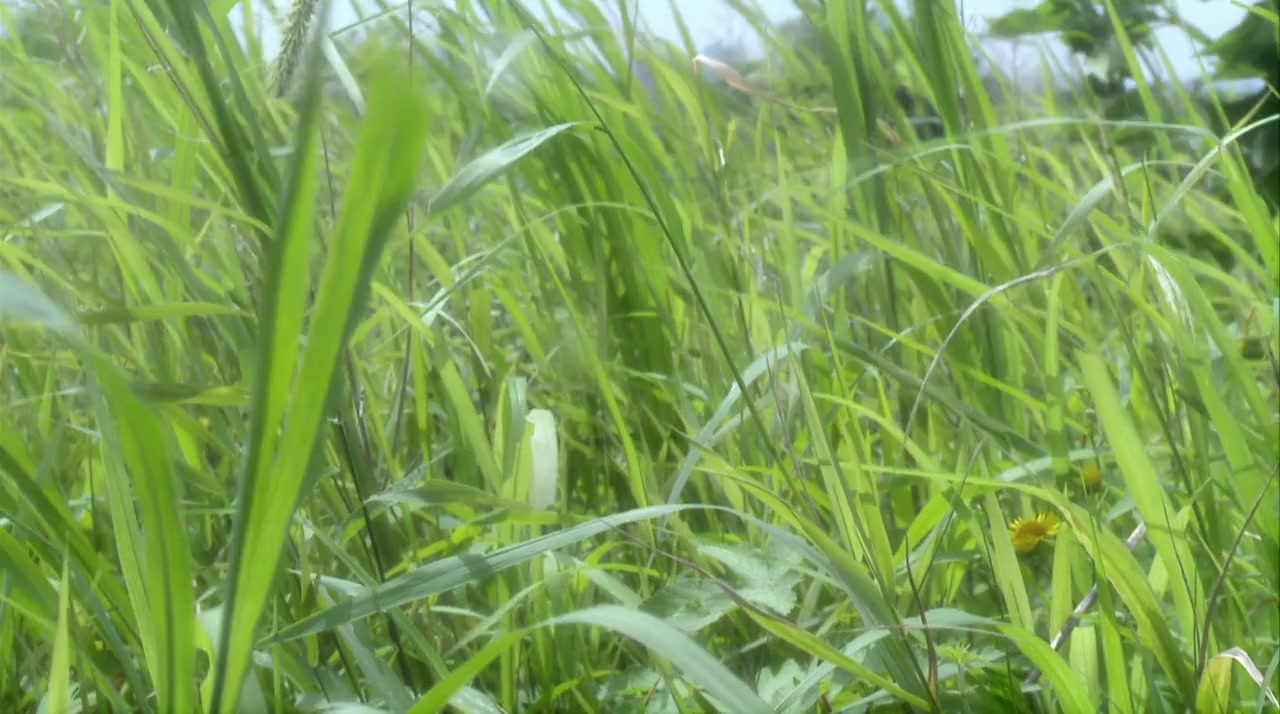 Deddobôru screenshot 1