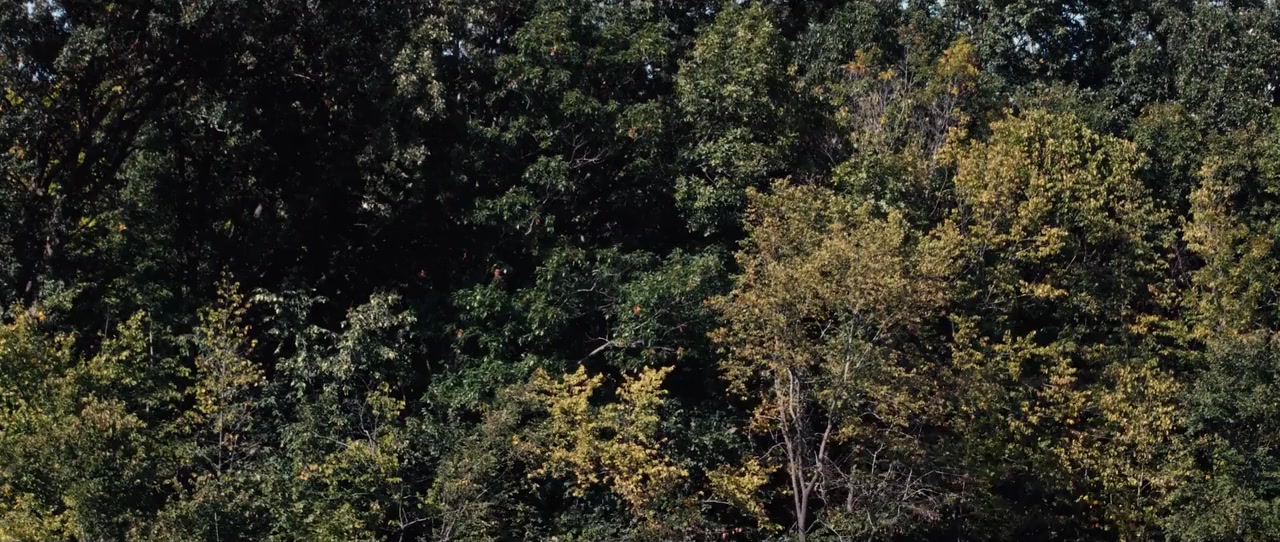 Deep Woods screenshot 1