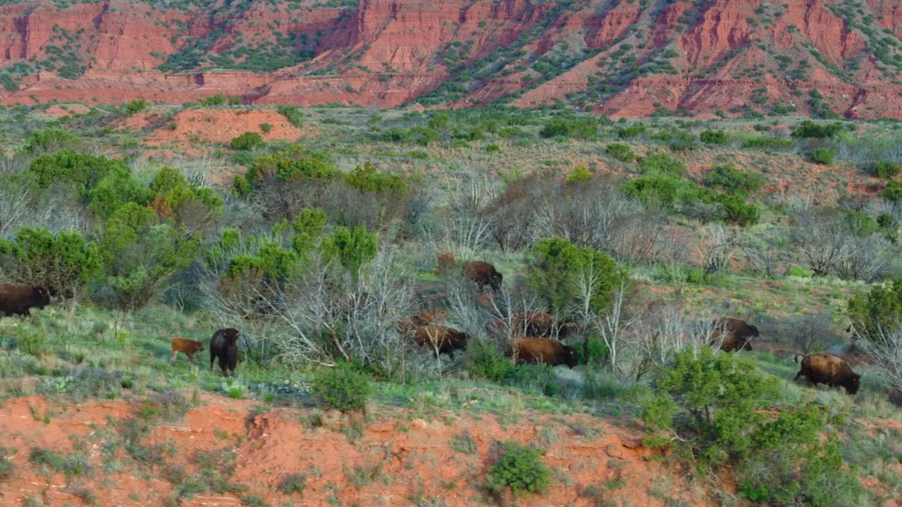 Deep in the Heart: A Texas Wildlife Story screenshot 1