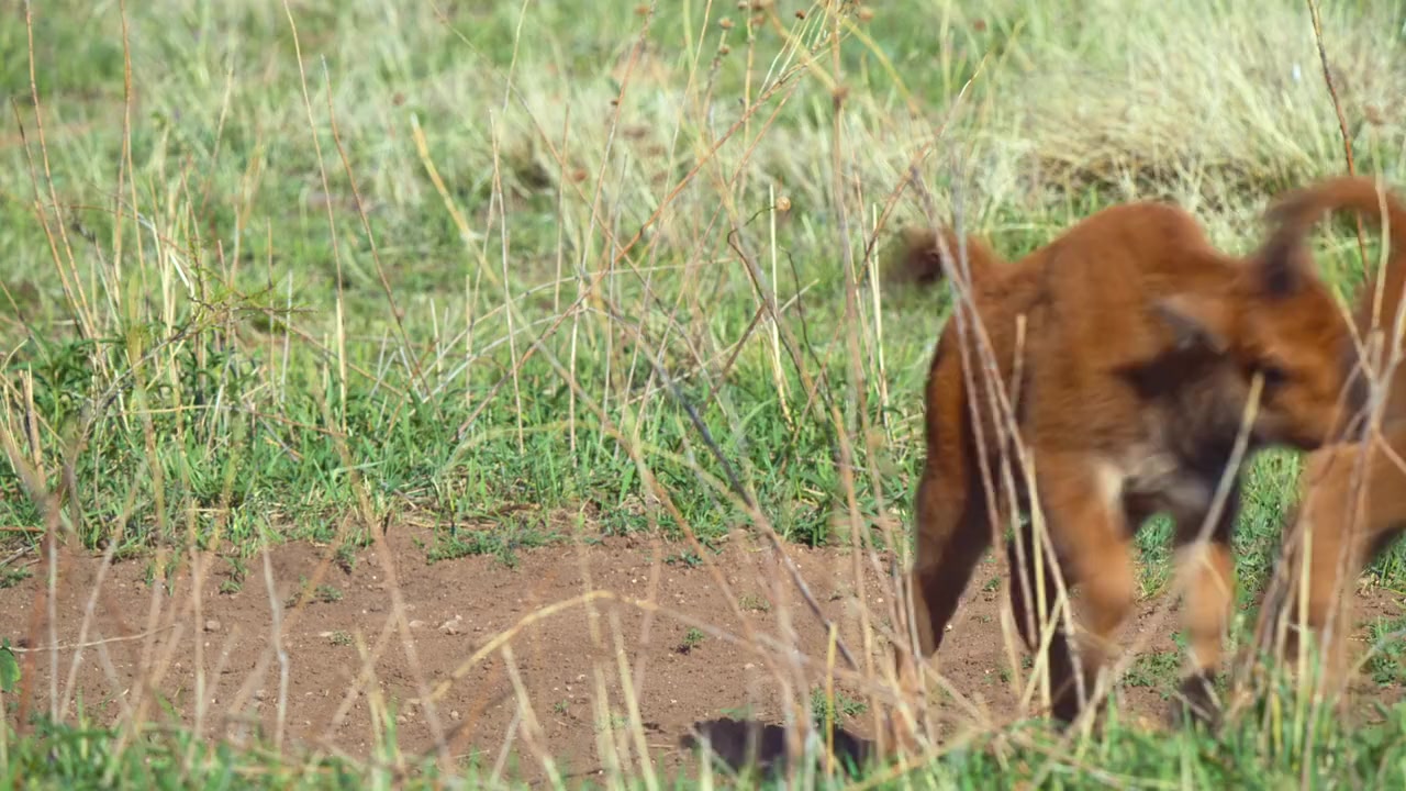 Deep in the Heart: A Texas Wildlife Story screenshot 2