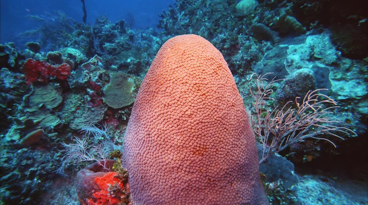 Deep Sea screenshot 1