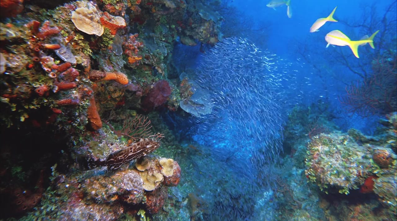 Deep Sea screenshot 2