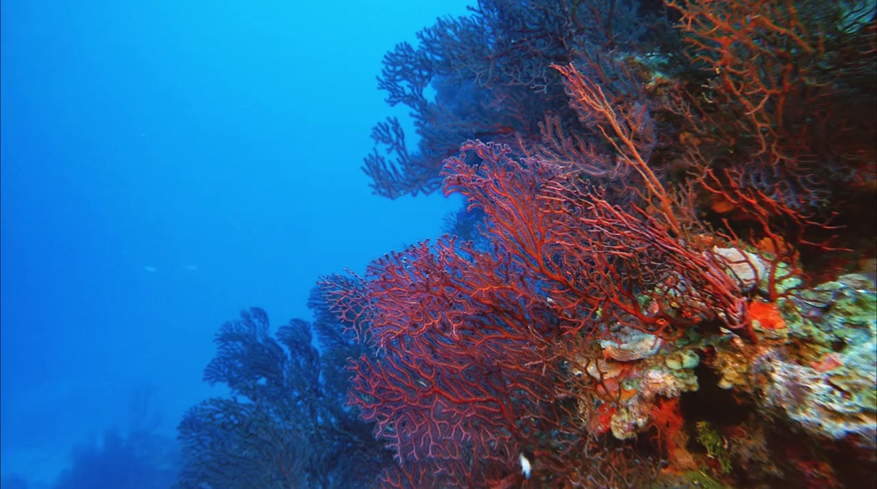 Deep Sea screenshot 3