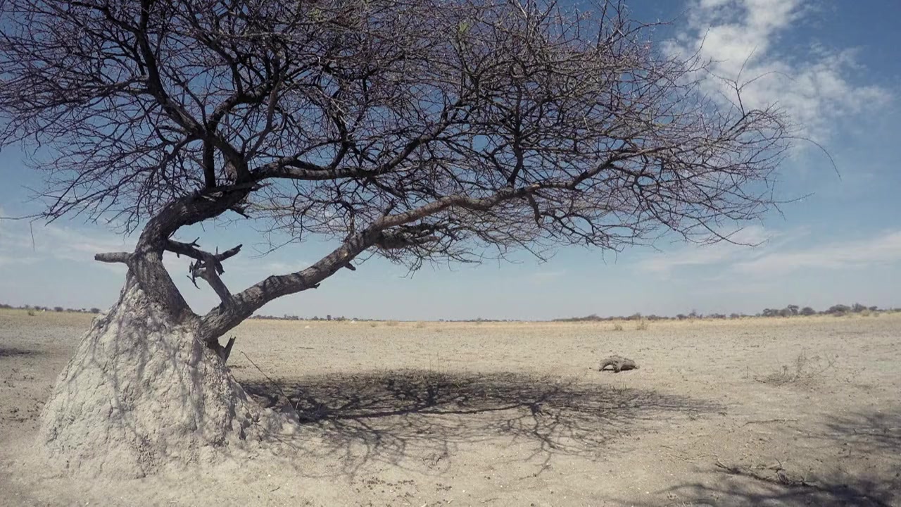 Desert Lions screenshot 1