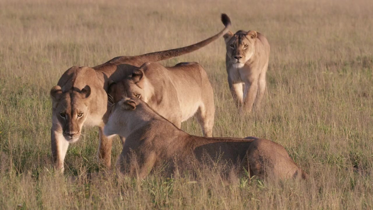 Desert Lions screenshot 2