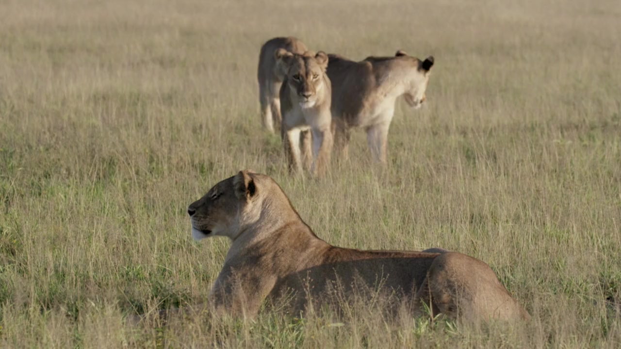 Desert Lions screenshot 3