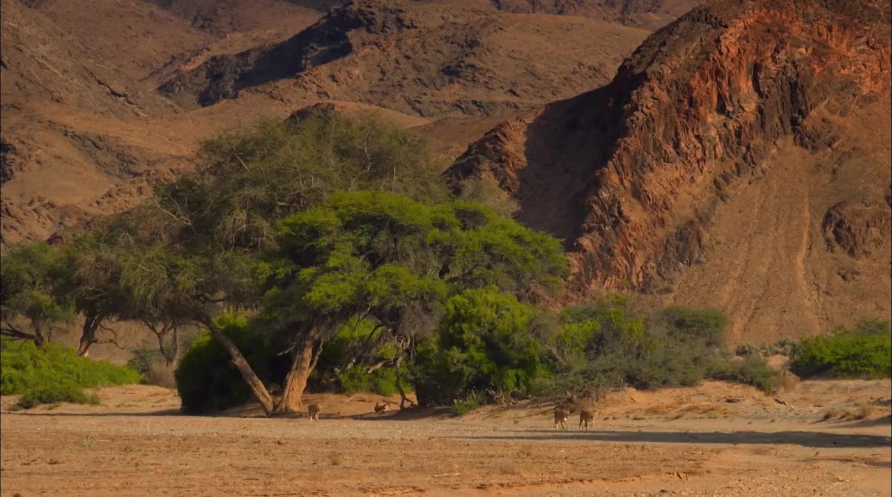 Desert Warriors: Lions of the Namib screenshot 1