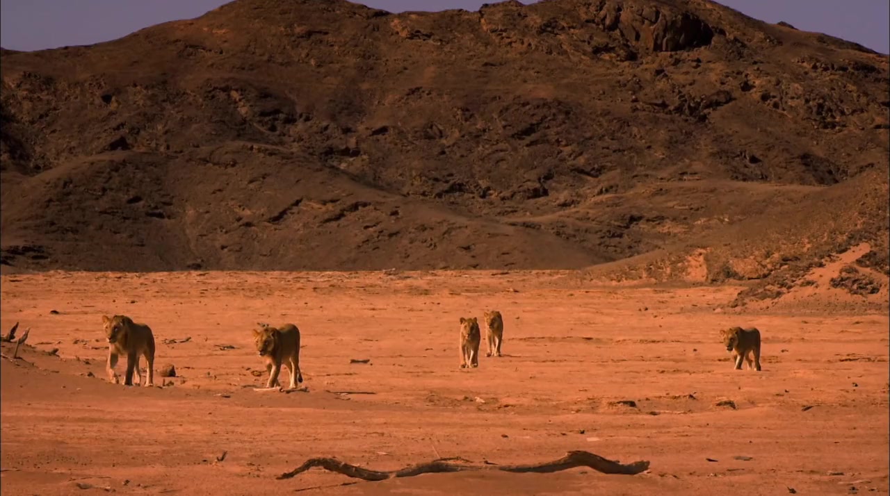 Desert Warriors: Lions of the Namib screenshot 2