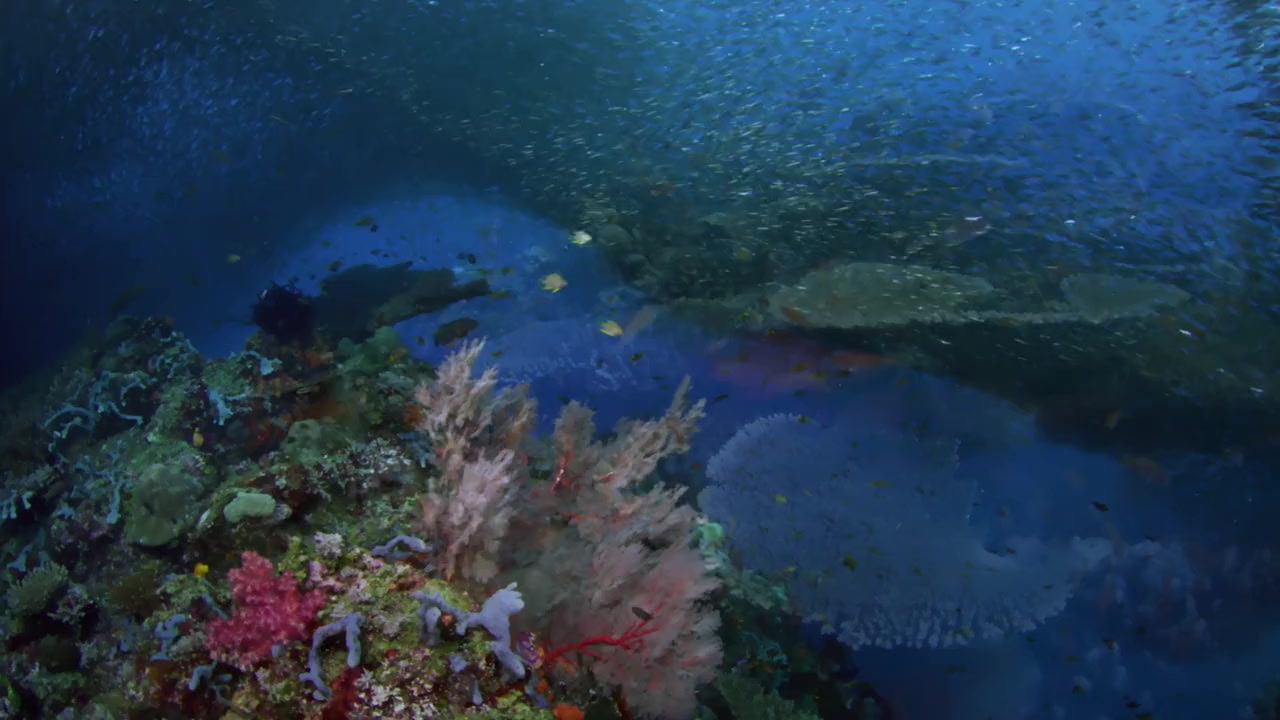 Diving Deep: The Life and Times of Mike deGruy screenshot 1