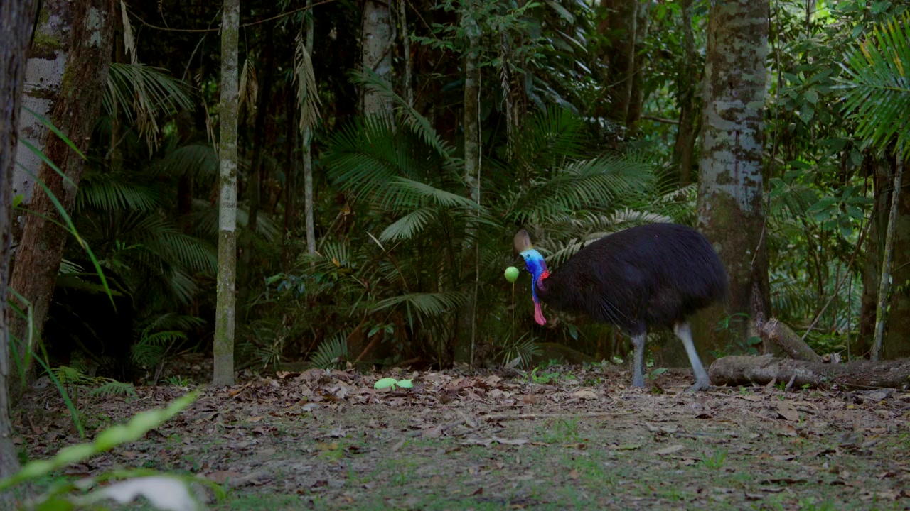 Dino Bird screenshot 2