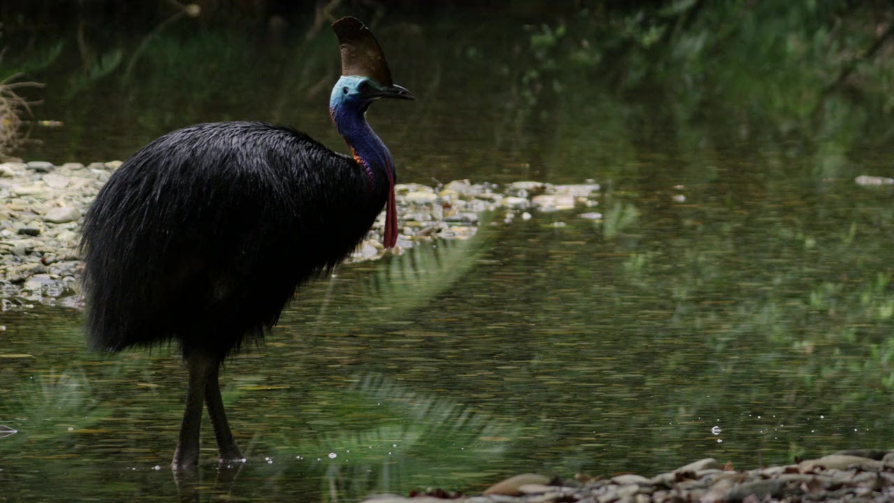 Dino Bird screenshot 3