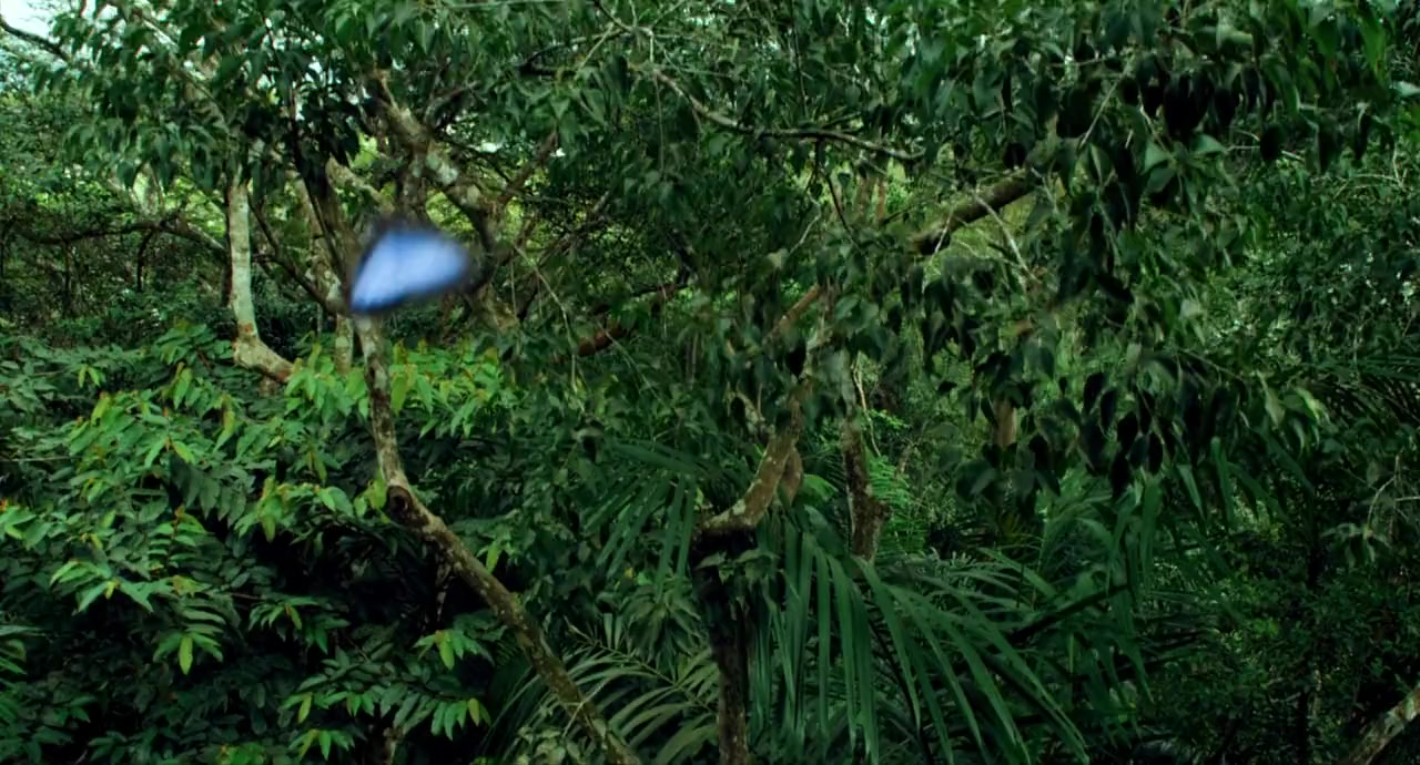 Pollen screenshot 1