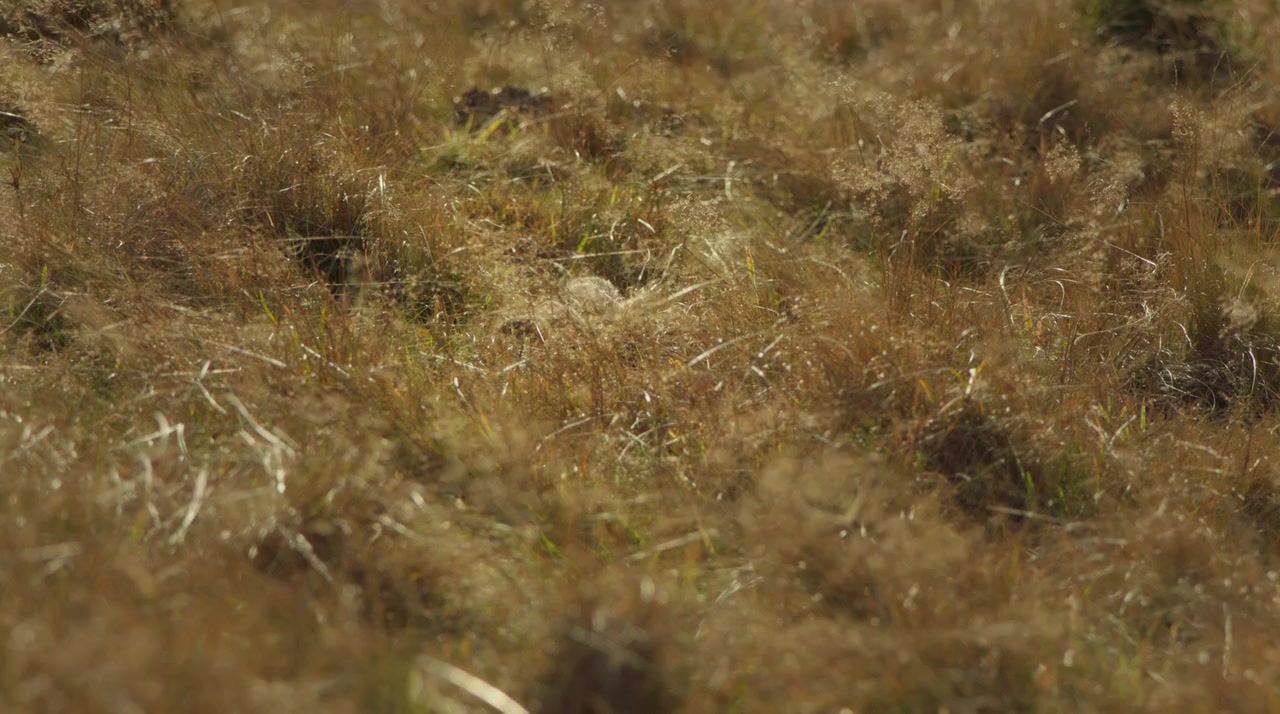 Dragonheart: Vengeance screenshot 1