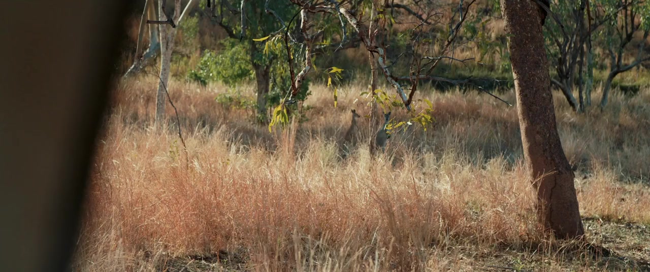 Dreams from the Outback screenshot 2
