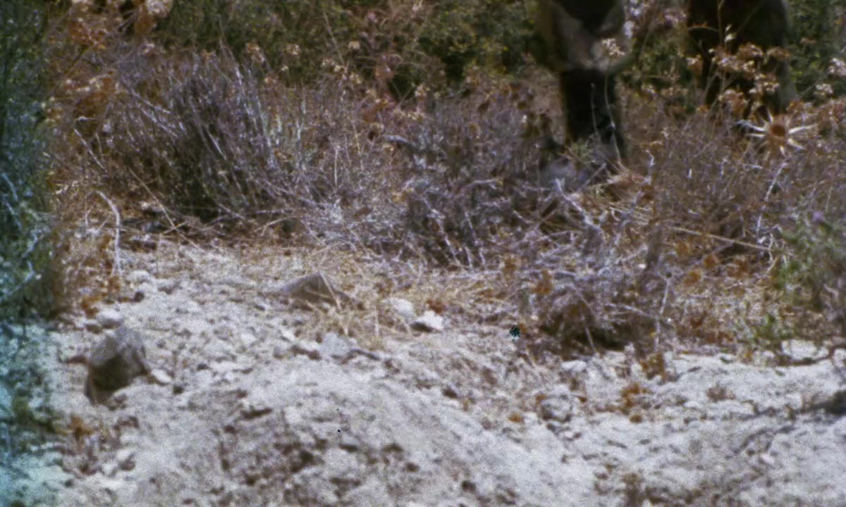 La belva dalla calda pelle screenshot 1