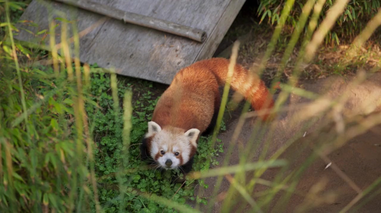 Embrace the Panda: Making Turning Red screenshot 2