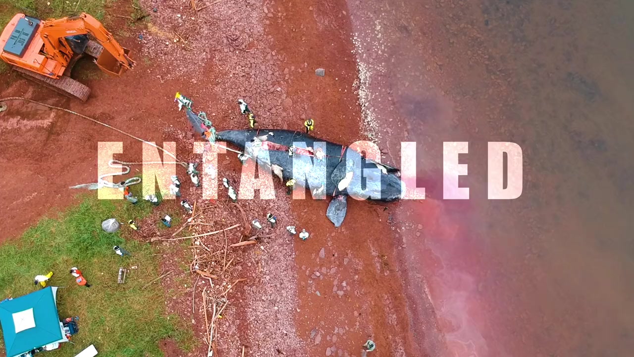 Entangled: The Race to Save Right Whales from Extinction screenshot 1
